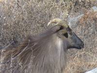 Himalayan Goat.  » Click to zoom ->